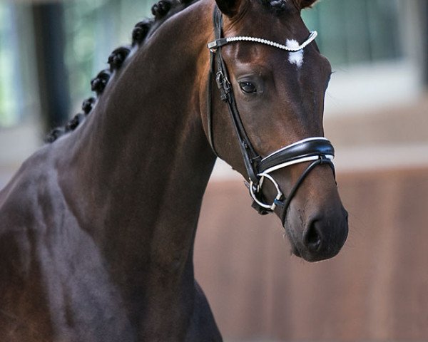dressage horse Dior WS (Westphalian, 2017, from Don Nobless)
