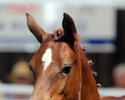 dressage horse Golden Grace G (German Riding Pony, 2019, from Golden Grey NRW)