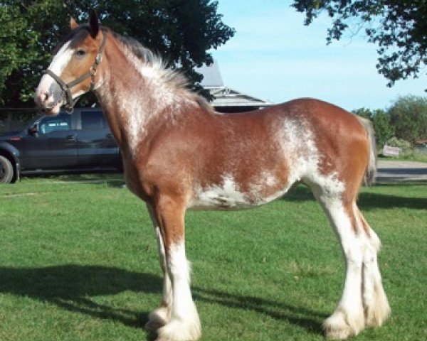 Zuchtstute Bri-Mar Bella (Clydesdale, 2012, von Carson's Sir Chester)