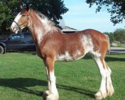 broodmare Bri-Mar Bella (Clydesdale, 2012, from Carson's Sir Chester)