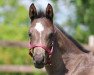 dressage horse Sweet Secret 12 (Oldenburg, 2020, from Secret)