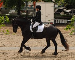 dressage horse Ricardo (unknown, 2006)