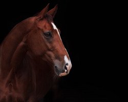 dressage horse Daddy's Boy Daphino (Westphalian, 2009, from Don Bedo I)