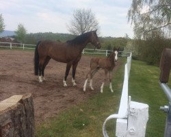 broodmare Letizia II (Hanoverian, 2004, from Le Primeur)