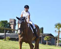 dressage horse Santiago 249 (Oldenburg, 2007, from Samarant)