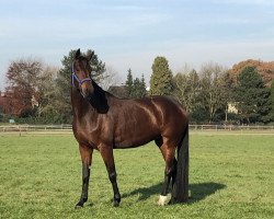 broodmare Surprise FH (Oldenburg, 2015, from Falstaff)