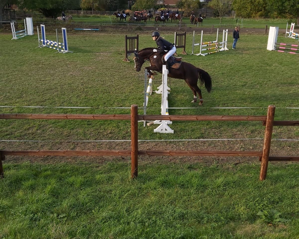 Dressurpferd Midgards Maya (Deutsches Reitpony, 2006, von No Limit 30)