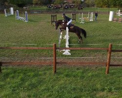 dressage horse Midgards Maya (German Riding Pony, 2006, from No Limit 30)