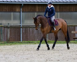 Springpferd Corina Z (Zangersheide Reitpferd, 2010, von Coriano)