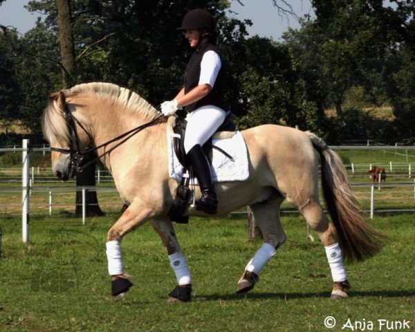 horse Bjarne (Fjord Horse, 1987, from Björlo)