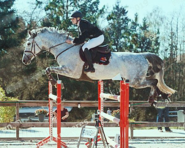 Zuchtstute Syvhoejegaards Elegant Caca (Dänisches Warmblut, 2010, von Casir Ask)