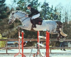 broodmare Syvhoejegaards Elegant Caca (Danish Warmblood, 2010, from Casir Ask)