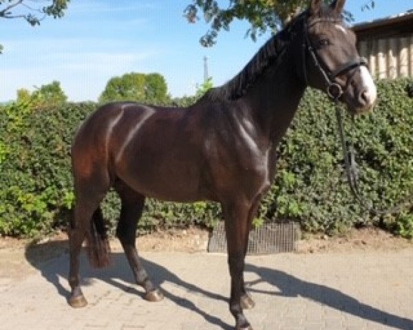 dressage horse Felino L (Rhinelander, 2016, from Finest)