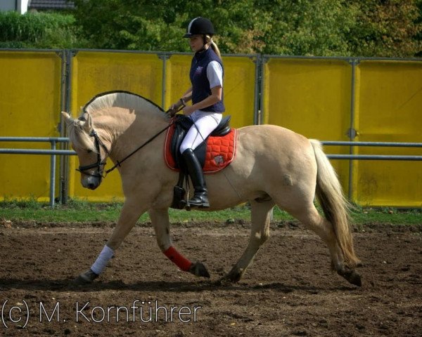 horse Rascal (Fjord Horse, 2000, from Kastanielystens Rasmus)