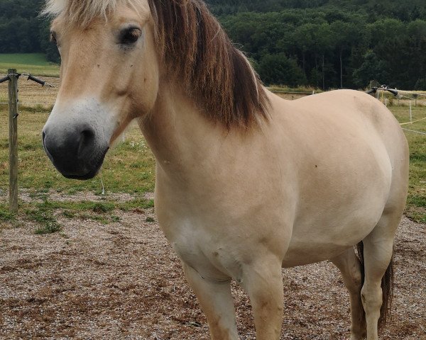 horse Dale (Fjord Horse, 2013, from Dexter)