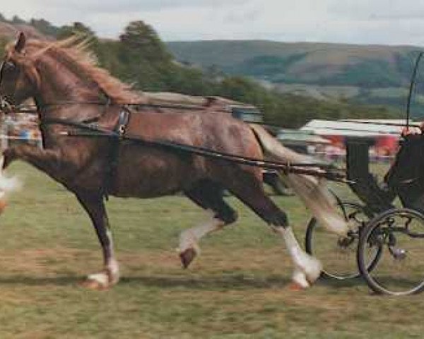 stallion Brenin Brynawelon (Welsh-Cob (Sek. D), 1968, from Hendy Brenin)