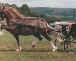 Deckhengst Brenin Brynawelon (Welsh-Cob (Sek. D), 1968, von Hendy Brenin)