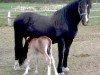 Zuchtstute Llansantffraed Little Sarah (Welsh-Cob (Sek. D), 1987, von Fronarth Llewelyn)