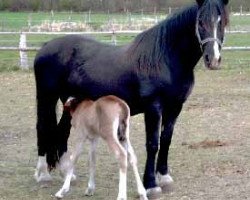 Zuchtstute Llansantffraed Little Sarah (Welsh-Cob (Sek. D), 1987, von Fronarth Llewelyn)