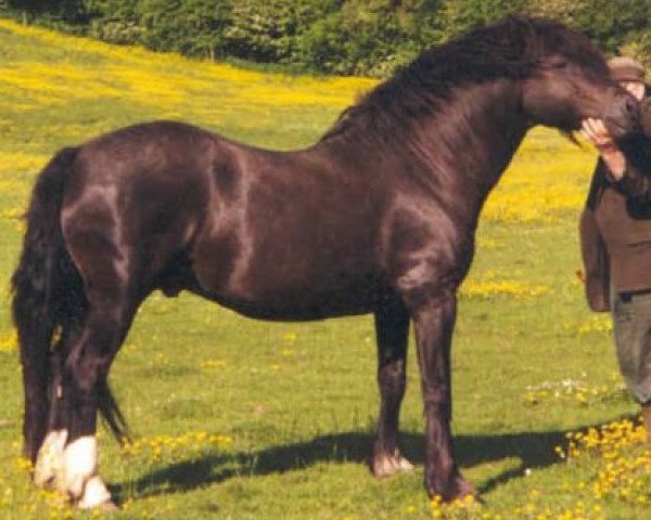 Deckhengst Broughton Buster (Welsh-Cob (Sek. D), 1992, von Derwen Paddington Express)