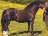 stallion Broughton Buster (Welsh-Cob (Sek. D), 1992, from Derwen Paddington Express)