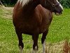 broodmare Waunoris The Duchess (Welsh-Cob (Sek. D), 1996, from Thorneyside The Guvnor)