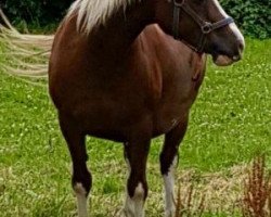 broodmare Waunoris The Duchess (Welsh-Cob (Sek. D), 1996, from Thorneyside The Guvnor)