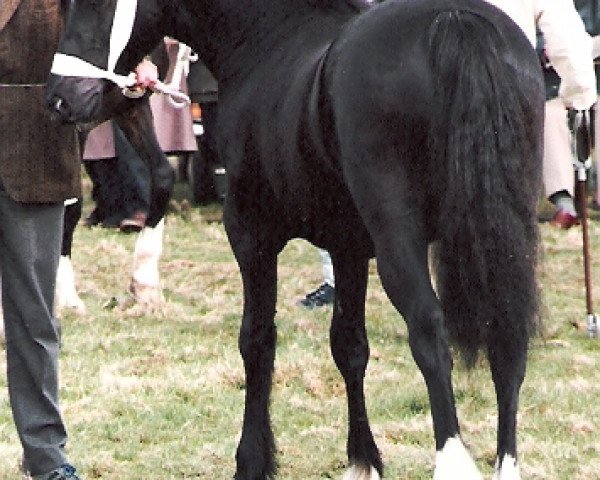 stallion EBBW Magic (Welsh-Cob (Sek. D), 1985, from Ebbw Victor)