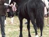 stallion EBBW Magic (Welsh-Cob (Sek. D), 1985, from Ebbw Victor)
