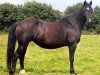 broodmare Dyfri Nancy Lwyd (Welsh-Cob (Sek. D), 1998, from Geler Dago)