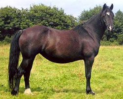 Zuchtstute Dyfri Nancy Lwyd (Welsh-Cob (Sek. D), 1998, von Geler Dago)