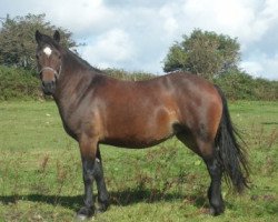 broodmare Tresorya Nesta Lwyd (Welsh-Cob (Sek. D), 2008, from Brynithon The Business)