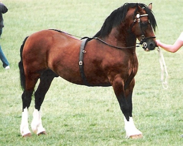 stallion Thorneyside The Guvnor (Welsh-Cob (Sek. D), 1992, from Brynymor Welsh Magic)