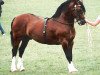 stallion Thorneyside The Guvnor (Welsh-Cob (Sek. D), 1992, from Brynymor Welsh Magic)