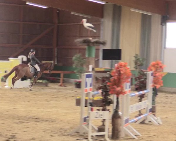 Reitturnier Warendorf-Freckenhorst 2016