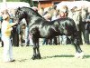 stallion Derwen Paddington Express (Welsh-Cob (Sek. D), 1982, from Derwen Railway Express)