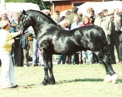 stallion Derwen Paddington Express (Welsh-Cob (Sek. D), 1982, from Derwen Railway Express)