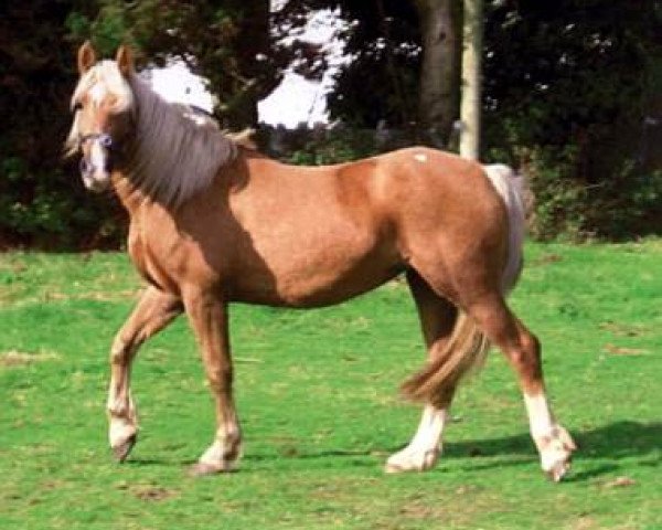 broodmare Pentalar Angharad (Welsh-Cob (Sek. D), 1999, from Broughton Buster)