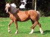 broodmare Pentalar Angharad (Welsh-Cob (Sek. D), 1999, from Broughton Buster)