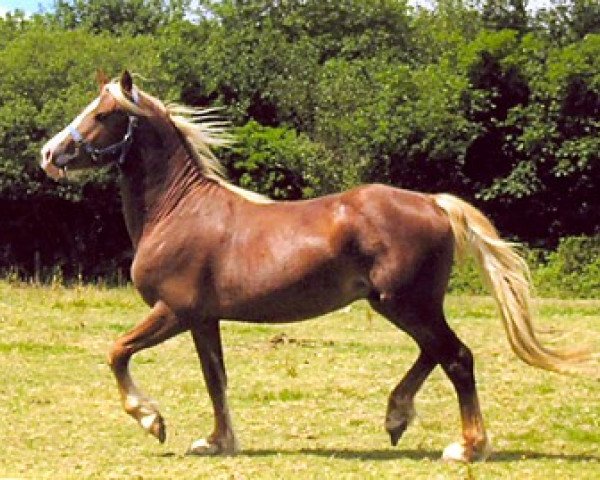 horse Brynithon The Business (Welsh-Cob (Sek. D), 2003, from Thorneyside the Terminator)