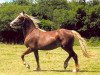 horse Brynithon The Business (Welsh-Cob (Sek. D), 2003, from Thorneyside the Terminator)