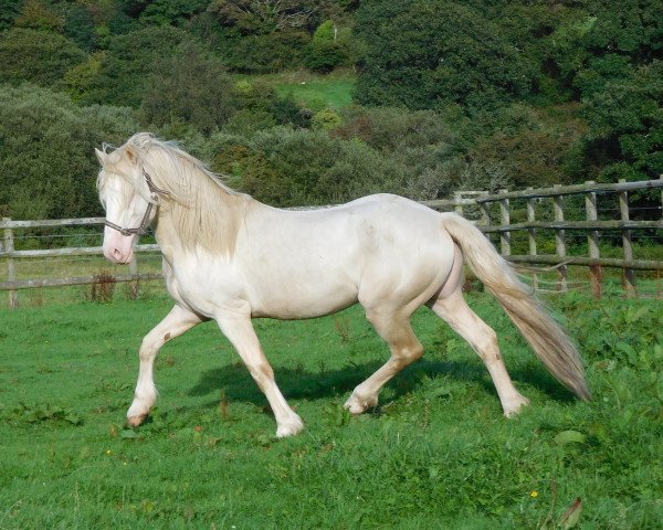 stallion Tresorya Cornish Cream (Welsh-Cob (Sek. D), 2012, from Broughton Buster)