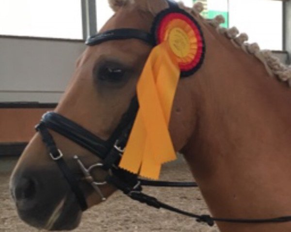 dressage horse Cupcake Caramello (Pony without race description, 2013)