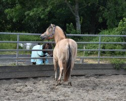 horse Carlon (Fjord Horse, 2017, from Catago)