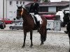 dressage horse Buenteeichen Nevito (German Riding Pony, 2006, from New Classico)