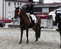 dressage horse Buenteeichen Nevito (German Riding Pony, 2006, from New Classico)