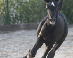 Zuchtstute Belle Aimée (Trakehner, 2019, von Nathan de la Tour AA)