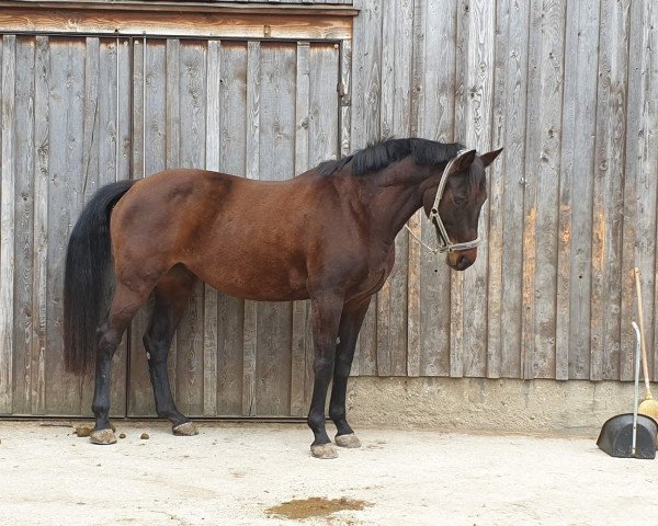 broodmare Dasanda (KWPN (Royal Dutch Sporthorse),  , from Sandreo)