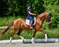 dressage horse Lizardo's Silvano (Hanoverian, 2011, from San Bernadino 3)