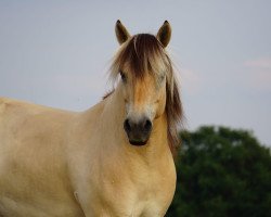 horse Figo (Fjord Horse, 2009, from Kunar)